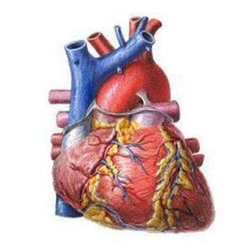 نقص فيتامين "د" يؤدي لأمراض القلب والأوعية الدموية